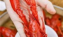 舌尖爆料龙虾怎么做视频,龙虾烹饪秘籍大公开